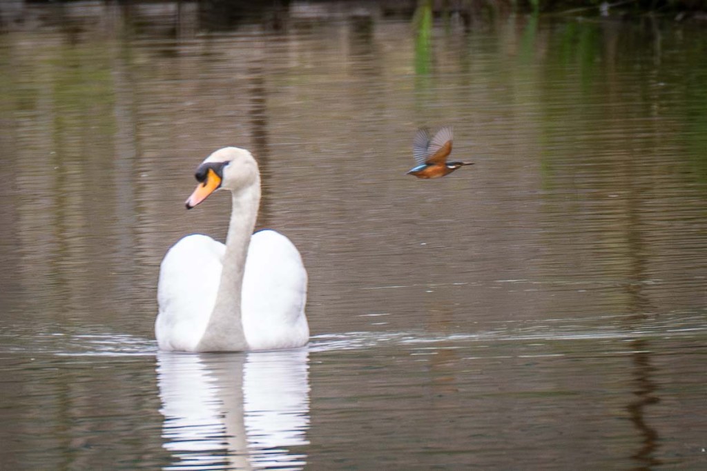 1st April 2026 – WWT Slimbridge,&nbsp;Gloucestershire