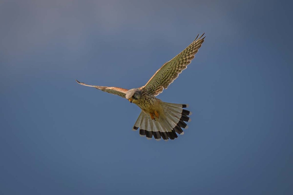 6th April 2026 – Severn Estuary,&nbsp;Gloucestershire