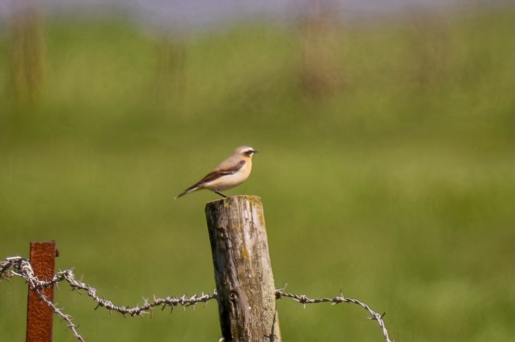 19th April 2026 – Pilning Wetlands, Severn Estuary,&nbsp;Gloucestershire