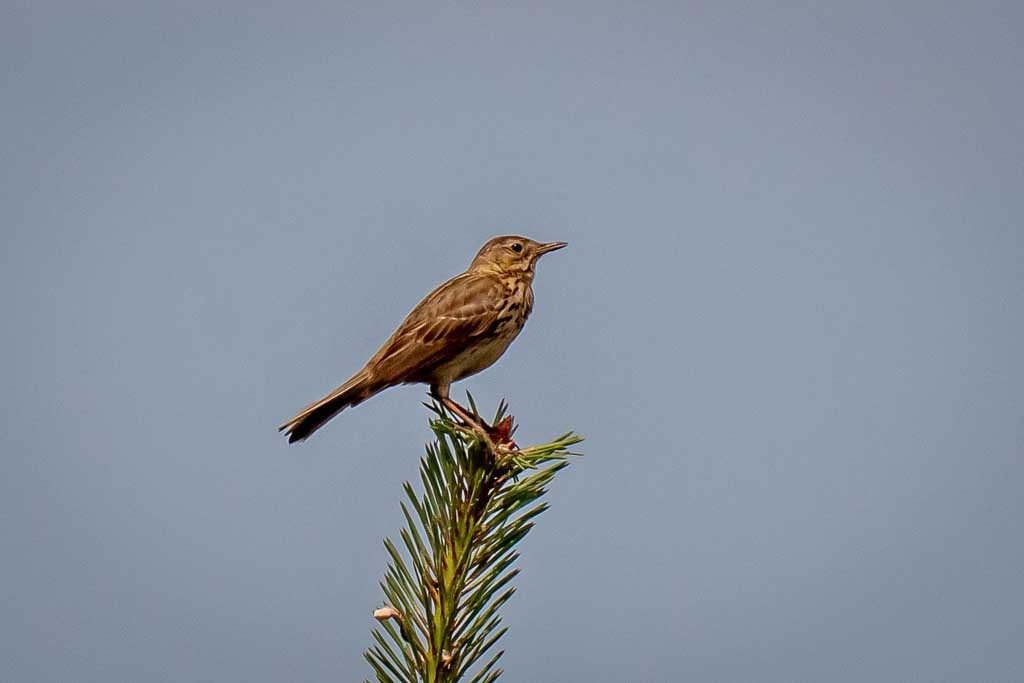 Tree pipit