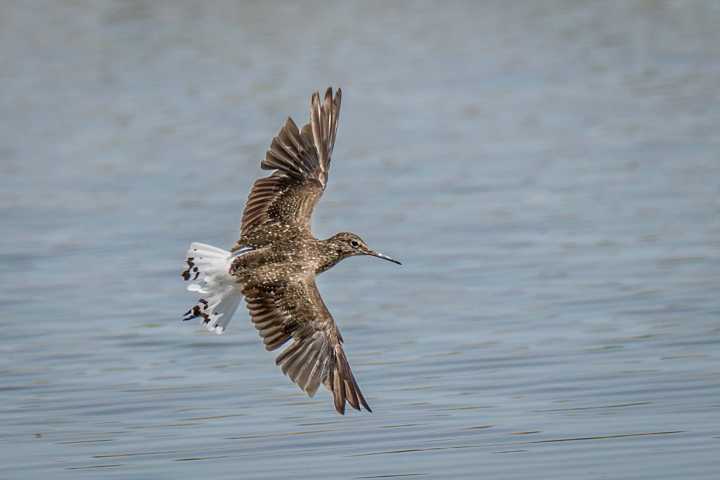 20th July 2026 – WWT&nbsp;Slimbridge