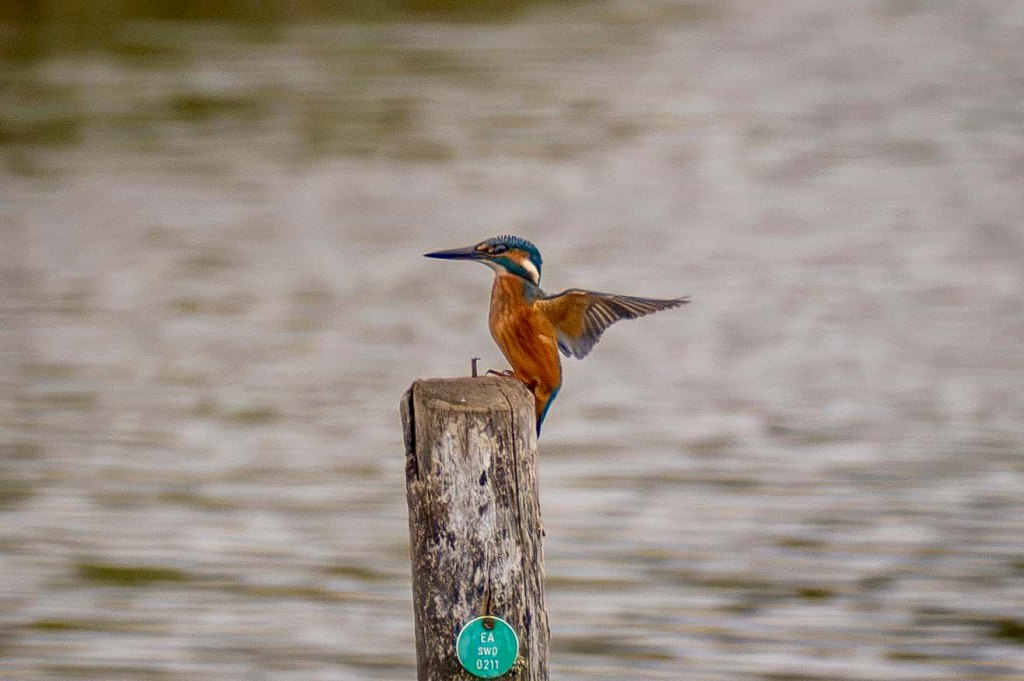 17th August 2026 – Seaton Wetlands, East&nbsp;Devon