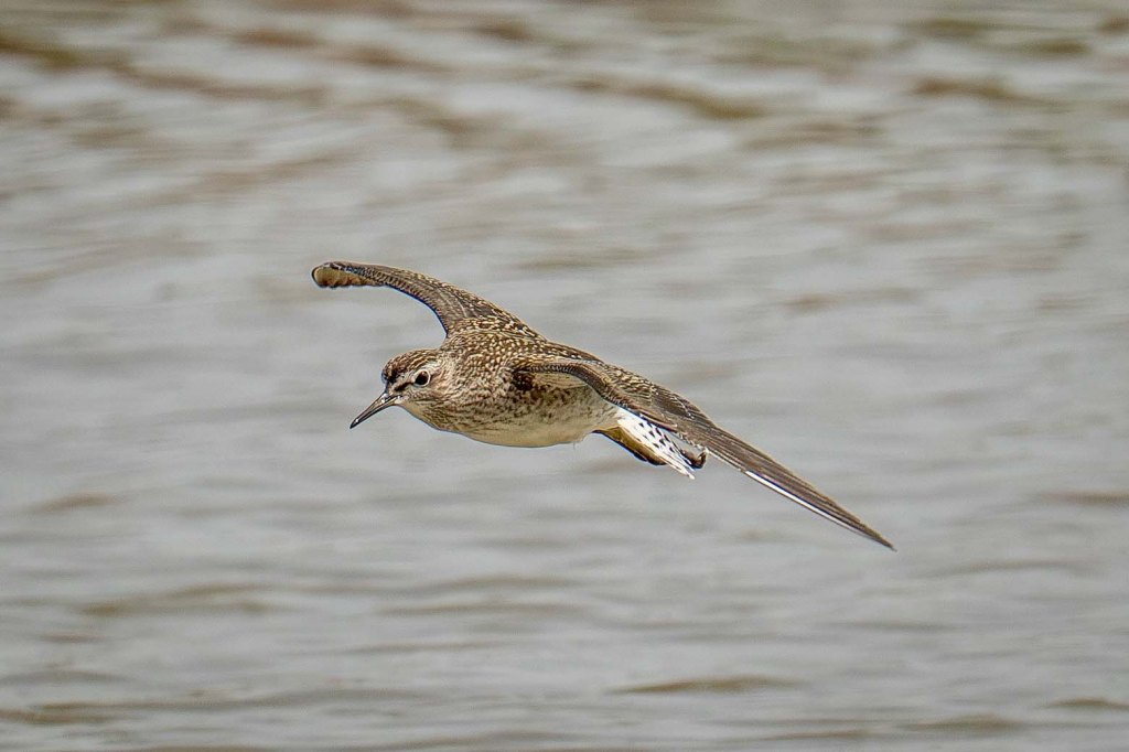 2nd August 2026 – WWT&nbsp;Slimbridge