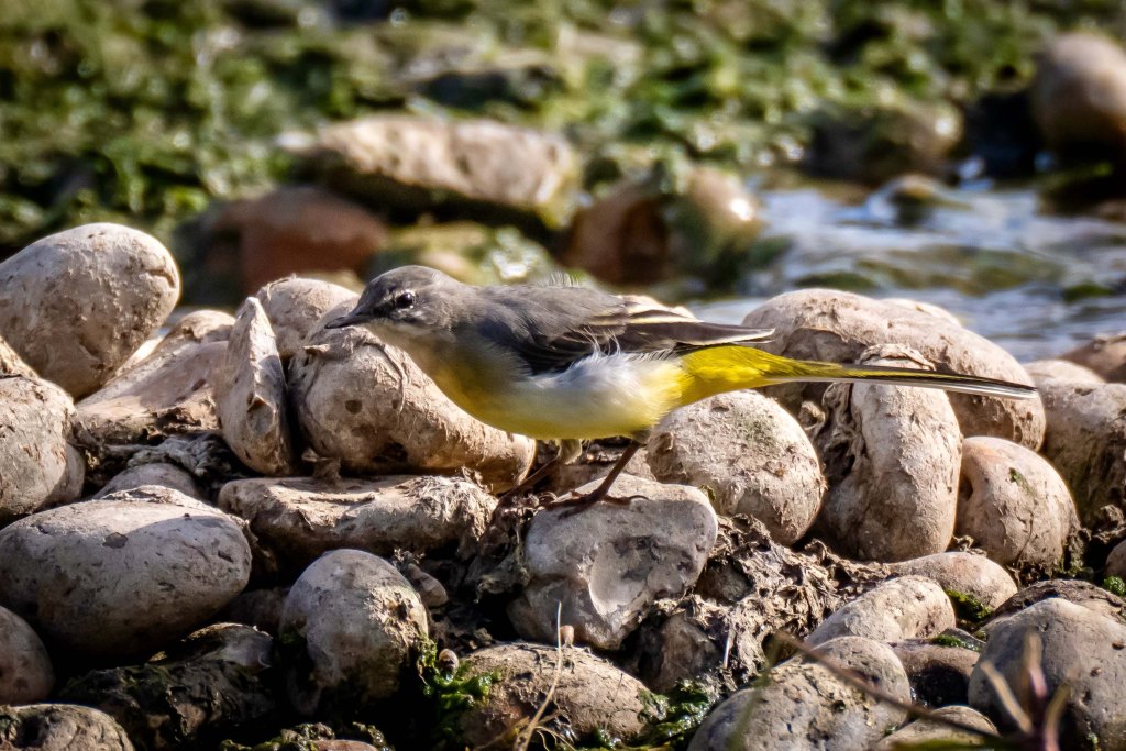 6th September 2026 – WWT Slimbridge,&nbsp;Gloucestershire